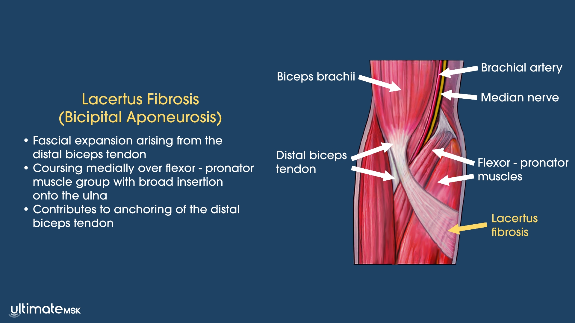 Distal Biceps Tendon Tear and the Lacertus Fibrosus